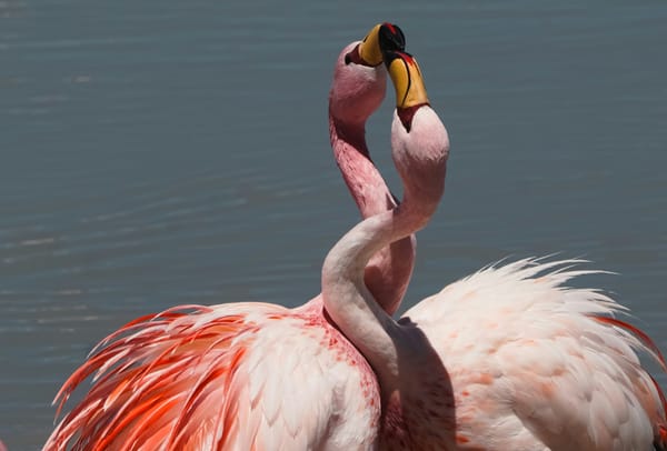 Gay flamingos hatch egg in San Diego